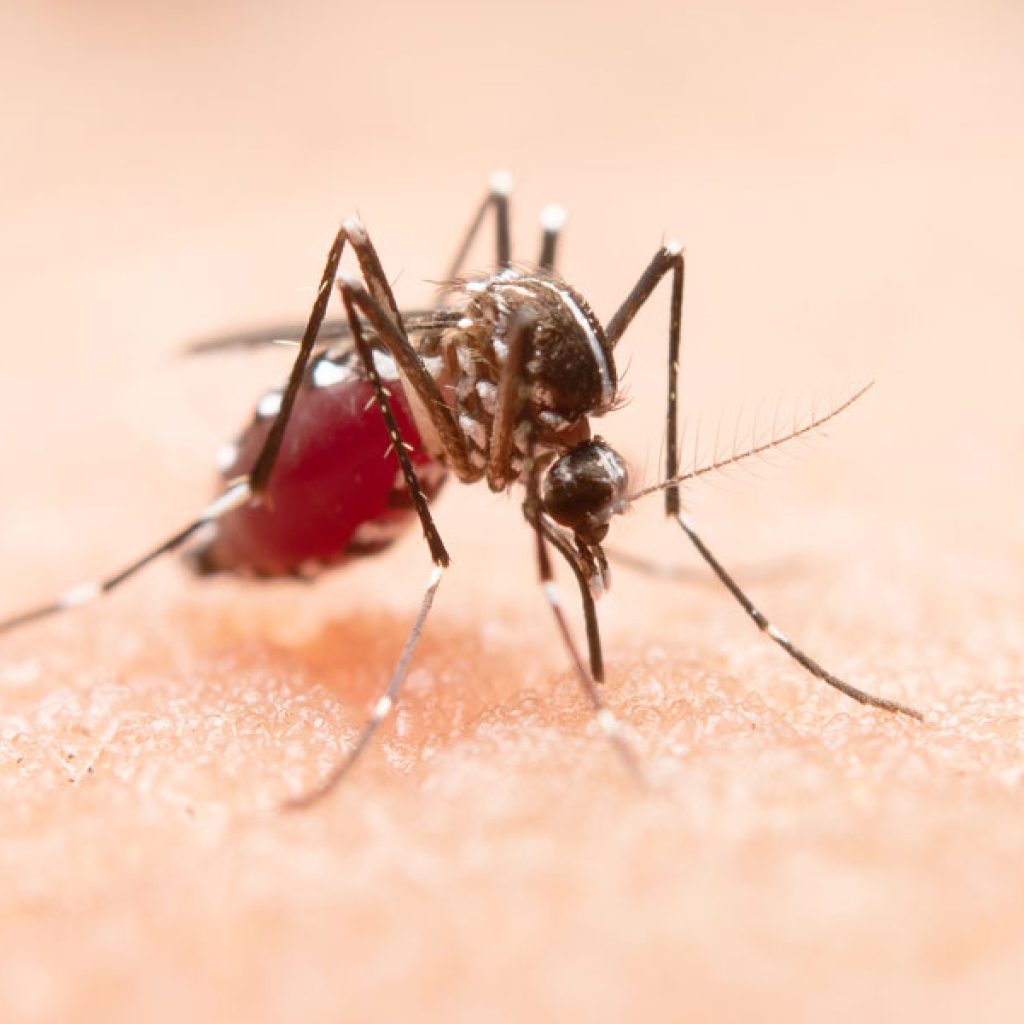 dengue-1024x1024.jpg